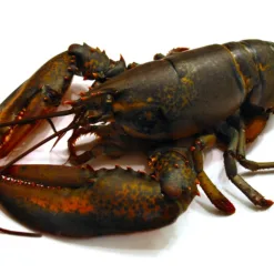 Alaskan lobster