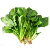 Fresh spinach leaves